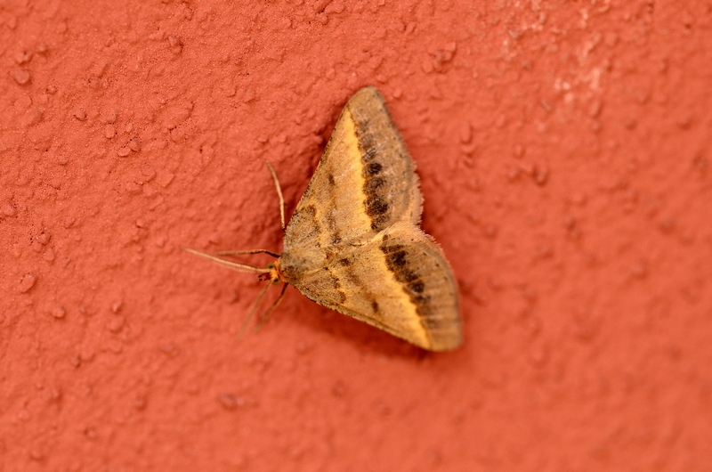 Geometridae da Id.